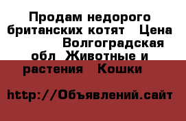 Продам недорого британских котят › Цена ­ 1 000 - Волгоградская обл. Животные и растения » Кошки   